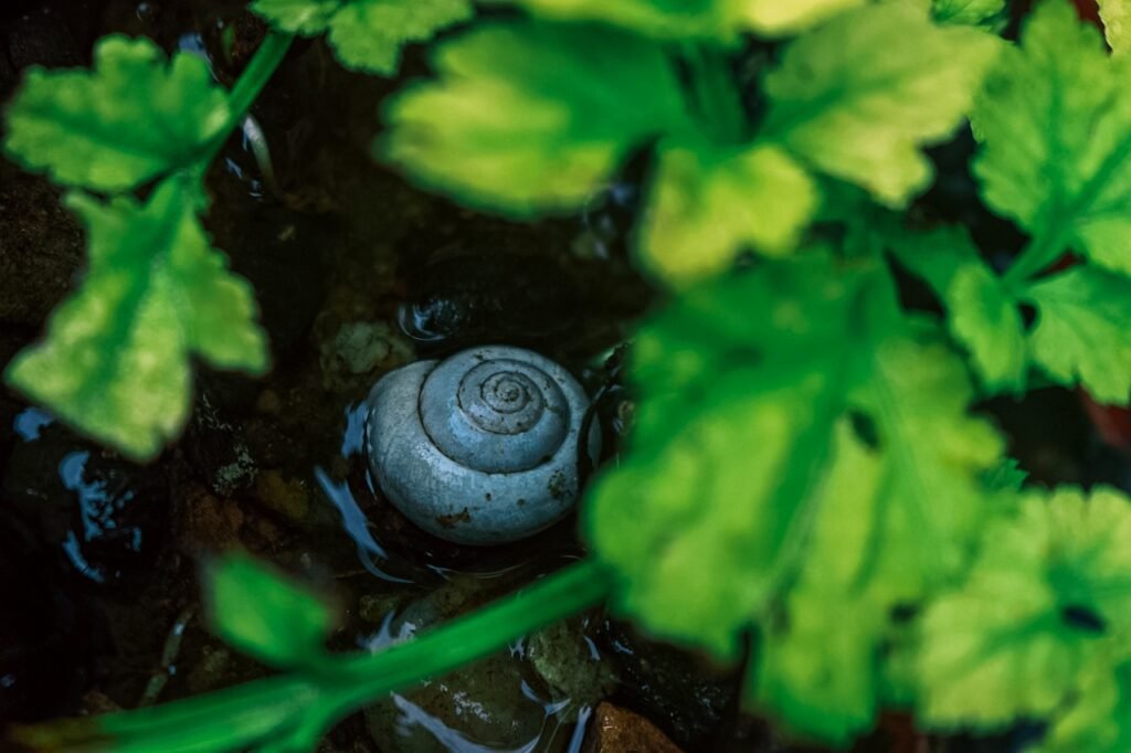 snail, shell, exoskeleton-8071398.jpg